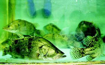 沃爾瑪永輝樂購等超市魚類被檢出孔雀石綠